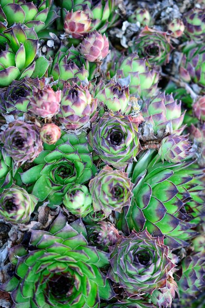 Vista ad alto angolo di una pianta succulenta