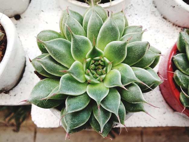 Vista ad alto angolo di una pianta succulenta