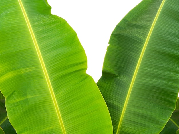 Vista ad alto angolo, foglie di banana (non foglie intere) verde fresco. Adagiatela a strati. Piante tropicali.