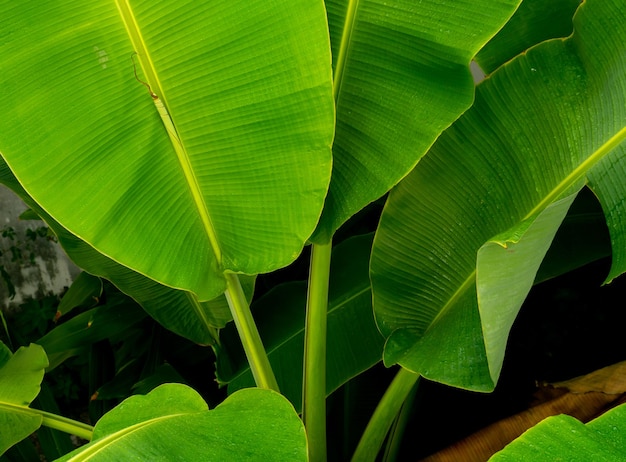 Vista ad alto angolo, foglie di banana (non foglie intere) verde fresco. Adagiatela a strati. Piante tropicali.