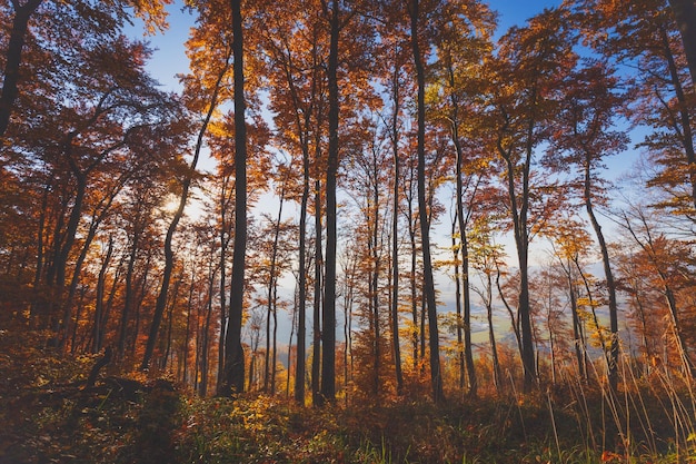 Vista ad angolo basso degli alberi autunnali nella foresta