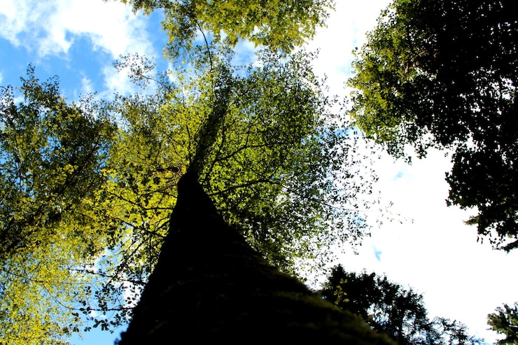 Foto vista ad angolo basso degli alberi che crescono nella foresta contro il cielo