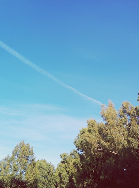 Vista ad angolo basso degli alberi contro il cielo blu