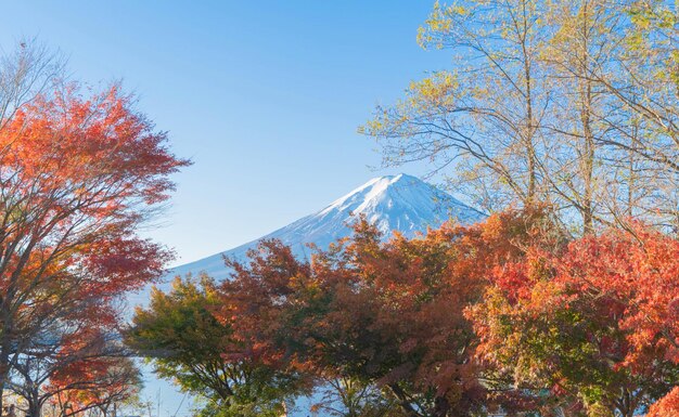 Vista ad angolo basso degli alberi contro il cielo durante l'autunno