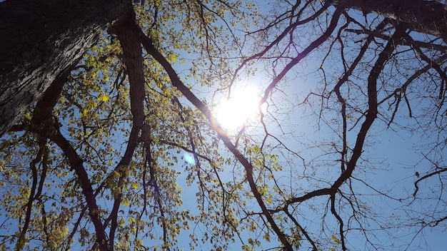 Vista ad angolo basso degli alberi contro il cielo in una giornata di sole