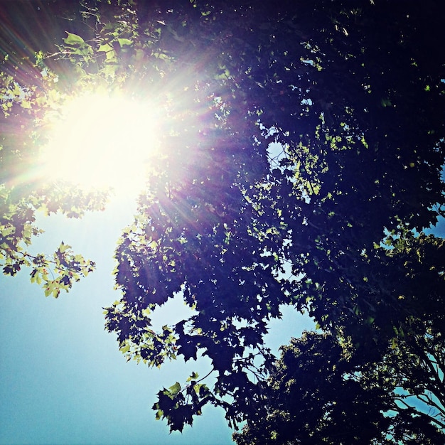 Vista ad angolo basso degli alberi contro il cielo in una giornata di sole
