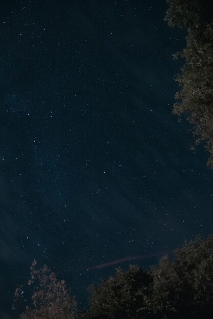 Vista ad angolo basso degli alberi contro il cielo notturno