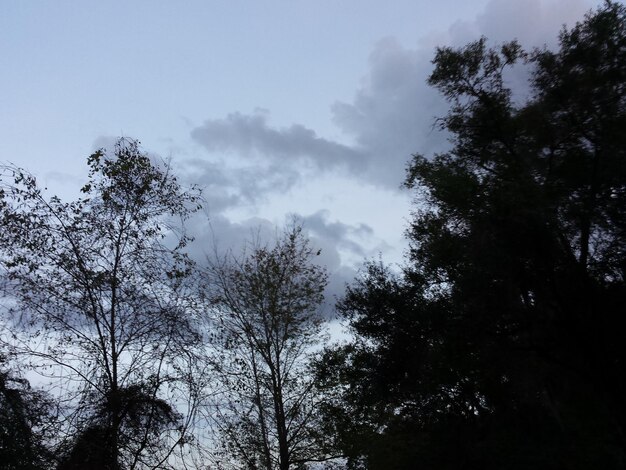 Vista ad angolo basso degli alberi contro il cielo