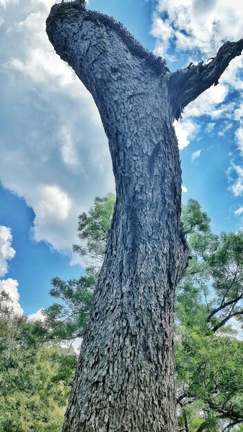 Vista ad angolo basso degli alberi contro il cielo