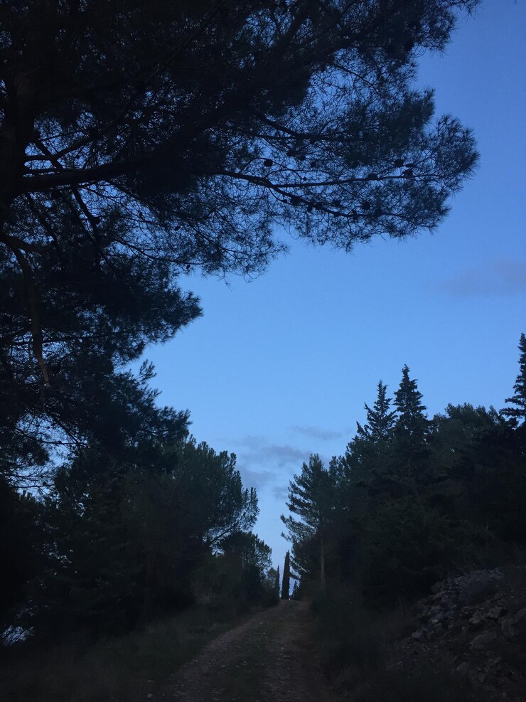 Foto vista ad angolo basso degli alberi contro il cielo