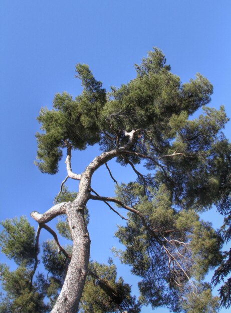 Vista ad angolo basso degli alberi contro un cielo blu limpido