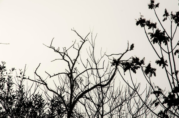 Vista ad angolo basso degli alberi contro un cielo limpido