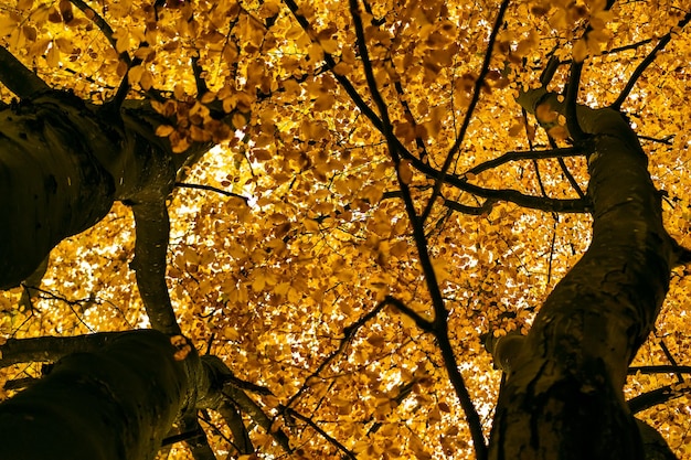 Vista ad angolo basso degli alberi durante l'autunno