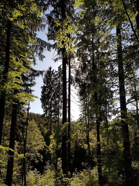 Vista ad angolo basso degli alberi nella foresta contro il cielo