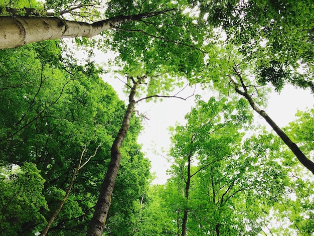 Vista ad angolo basso degli alberi nella foresta contro il cielo