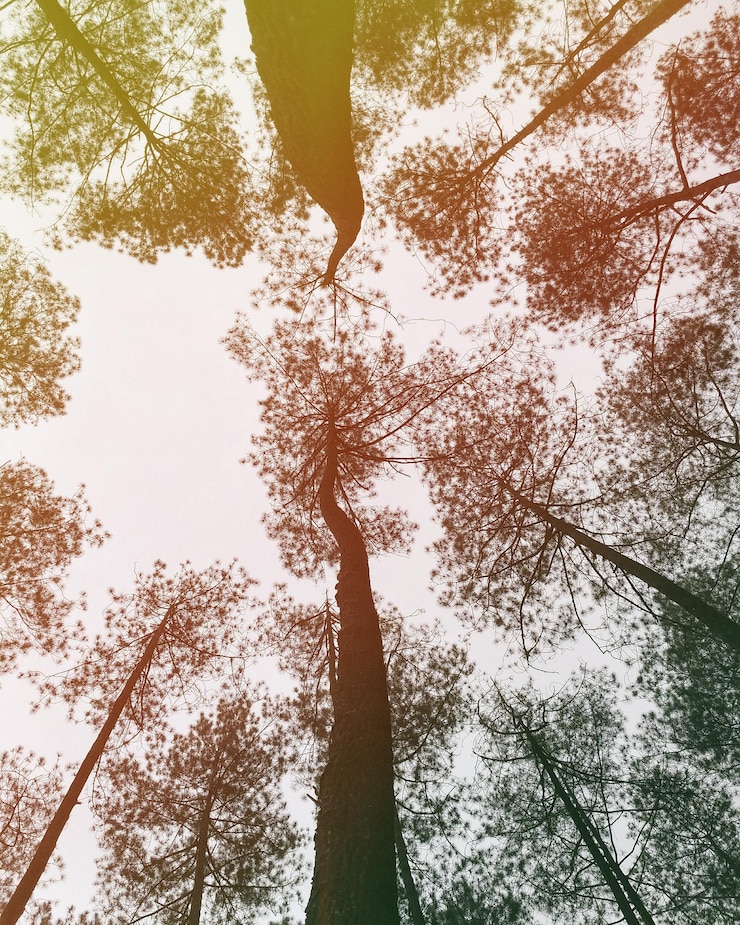 Foto vista ad angolo basso degli alberi nella foresta contro il cielo