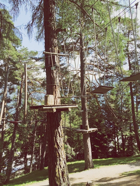 Vista ad angolo basso degli alberi nella foresta contro il cielo