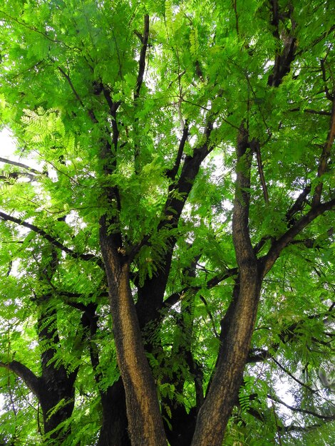 Vista ad angolo basso degli alberi nella foresta