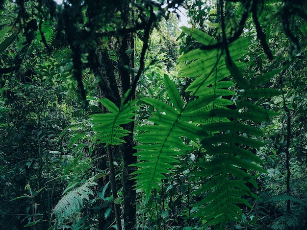 Vista ad angolo basso degli alberi nella foresta