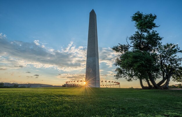 Vista ad angolo basso degli alberi sul campo contro il cielo