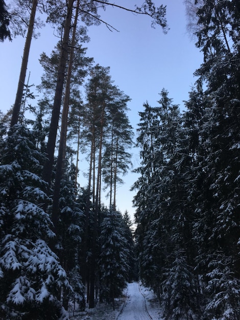 Vista ad angolo basso degli alberi sul campo coperto di neve durante l'inverno
