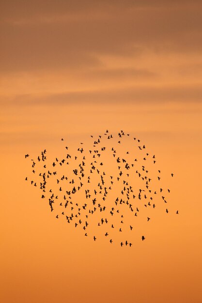 Vista ad angolo basso degli uccelli che volano contro il cielo durante il tramonto