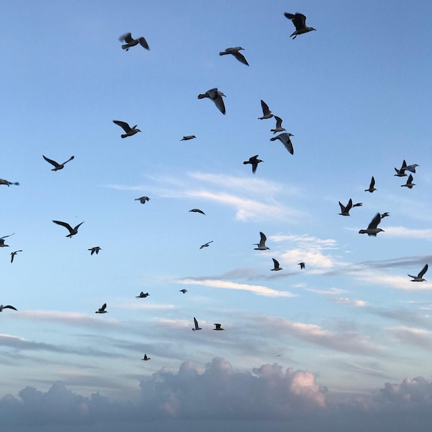Vista ad angolo basso degli uccelli che volano nel cielo
