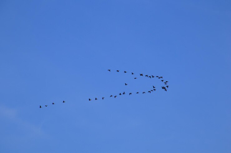 Foto vista ad angolo basso degli uccelli che volano nel cielo