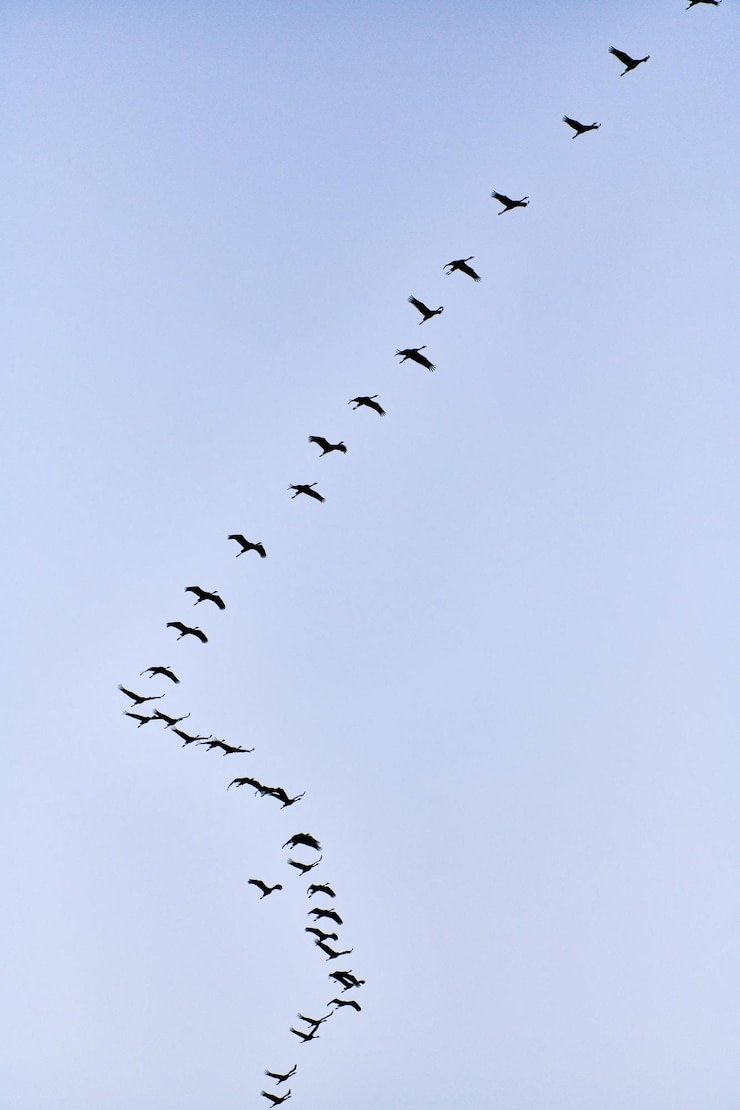 Foto vista ad angolo basso degli uccelli che volano nel cielo