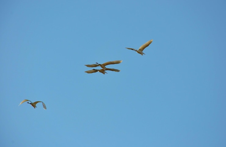 Foto vista ad angolo basso degli uccelli che volano nel cielo
