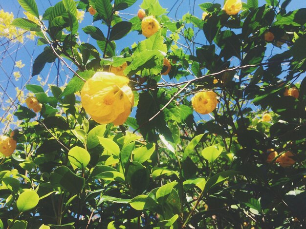 Vista ad angolo basso dei fiori gialli che crescono sull'albero