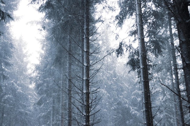 Vista ad angolo basso dei pini nella foresta durante l'inverno