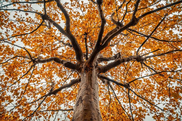 Vista ad angolo basso dell'albero autunnale