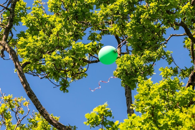 Vista ad angolo basso dell'albero contro il cielo blu con un palloncino