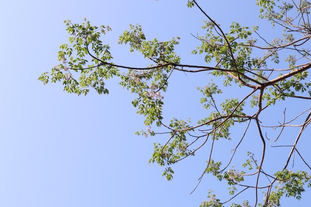 Vista ad angolo basso dell'albero contro il cielo blu
