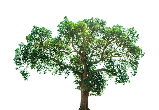 Vista ad angolo basso dell'albero contro il cielo