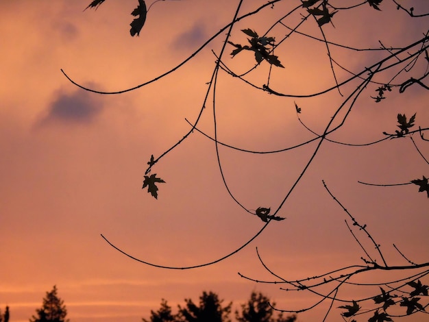 Vista ad angolo basso dell'albero contro il cielo