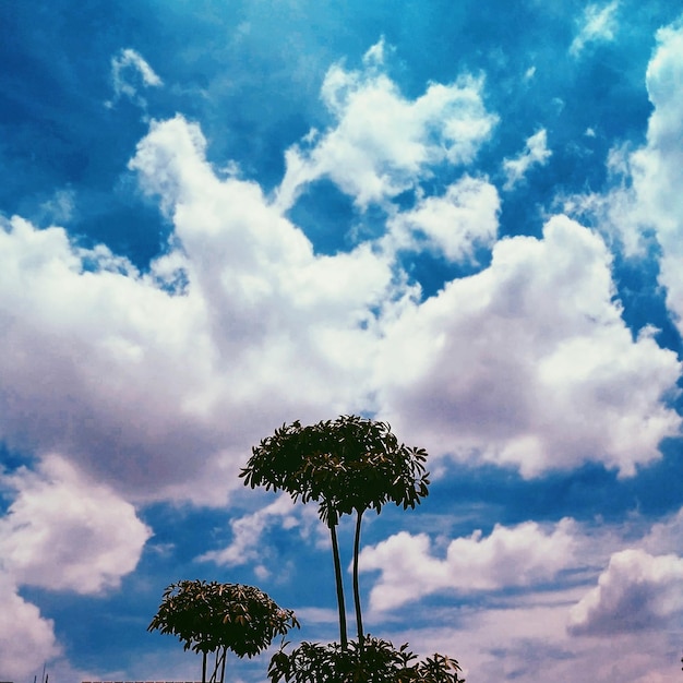 Vista ad angolo basso dell'albero contro il cielo