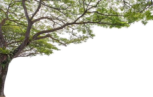 Vista ad angolo basso dell'albero contro il cielo