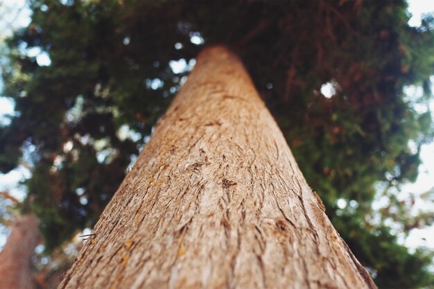 Vista ad angolo basso dell'albero contro il cielo