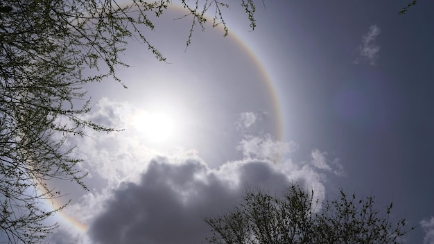 Vista ad angolo basso dell'albero contro l'arcobaleno nel cielo