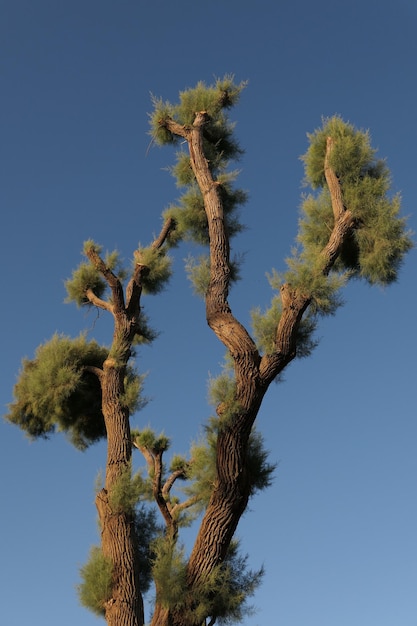 Vista ad angolo basso dell'albero contro un cielo blu limpido