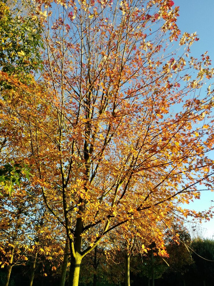 Foto vista ad angolo basso dell'albero in autunno