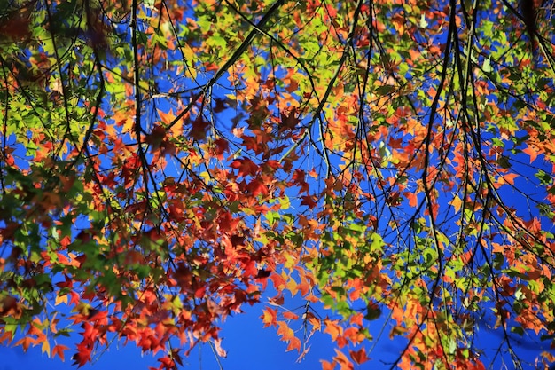 Vista ad angolo basso dell'albero in autunno