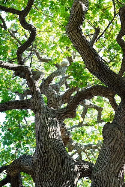 Vista ad angolo basso dell'albero nella foresta