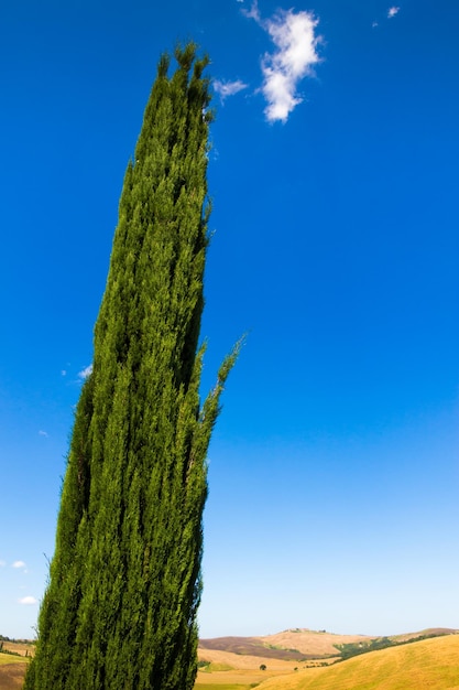 Vista ad angolo basso dell'albero sul campo contro il cielo blu