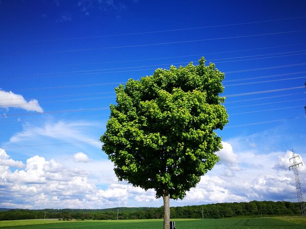 Vista ad angolo basso dell'albero sul campo contro il cielo