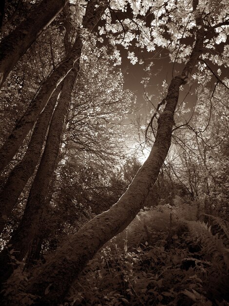 Vista ad angolo basso dell'albero