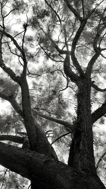 Vista ad angolo basso dell'albero