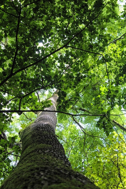 Vista ad angolo basso dell'albero